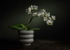 Orchid
