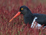 Magellanic Oystercatcher in sheep's sorrel, Carcass Island, Falklands