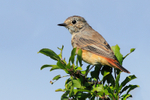 Redstart (female) in Long Meadow, Otmoor