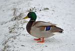 Mallard