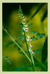 Corydalis ophiocarpa