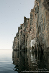 Bird cliffs of Alkefjellet