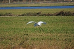 Great White Egret