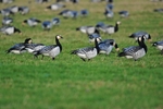 Barnacle Geese