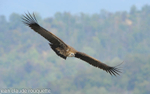 Griffon Vulture.
