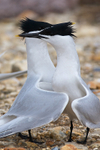 Sandwich Tern courtship dance