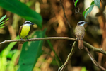 Great Kiskadees perched, Manuel Antonio, Costa Rica
