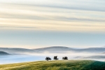 Three trees, Wildboarclough