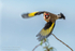 Goldfinch in flight