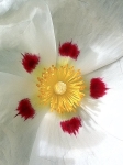 Rock Rose: Cistus x purpureus 'Alan Fradd'