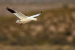 Snow Goose on landing approach, Bosque del Apache, New Mexico