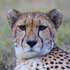 Cheetah close-up