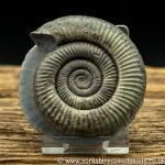 Sold amm1434 Dactylioc...