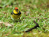 Collared Redstart on the ground, Costa Rica