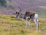 Reindeer with purple heather backgound