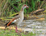Egyptian Goose standing on the edge of Lake Baringo