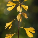 Autumn colour with Ginko (Ginkgo biloba) 