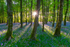 Dereen Woods in County Roscommon in Ireland