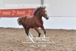 JAC_6188