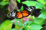 Polymorphic Longwing