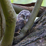 Tawny Owl (juvenile), Brownsea Island
