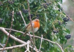 06 Robin