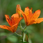 Orange Lily (Lilium bulbiferum var croceum)