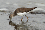 Green Sandpiper portfolio