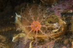 Psolus squamatus