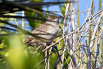 Barred Warbler