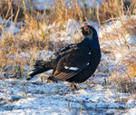 Black Grouse - Tetrao tetrix