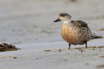 Crested Duck standing on beach, Carcass Island, Falklands