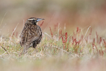 Long-tailed Meadowlark portfolio