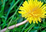 Dandelion and Grass, DSC_3753