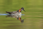 Red-necked Phalarope (female), Iceland