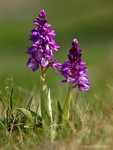 Early-purple Orchid (02)