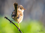 Red Wren Female 6