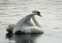 Mute Swan