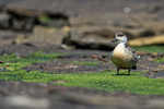 Crested Duck at low tide, Carcass Island, Falklands