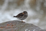 Purple Sandpiper