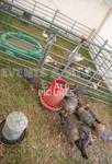 Guernsey Agricultural Show 2021-153