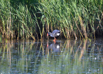 (Western) Purple Swamphen