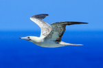 Red-footed Booby portfolio