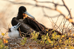 Magnificent Frigatebird portfolio