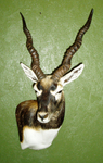 T. HORNY