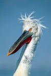 Dalmatian Pelican