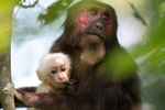 Mother and baby stump-tailed Macaques