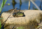 Marsh Frog