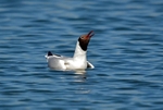 Black-headed Gull