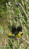 American Goldfinch male with thistle